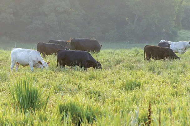 Cattle grazig native warm-season grass