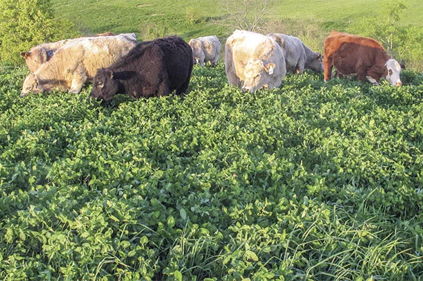 Cattle finished on pasture