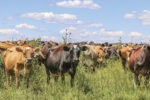 Grazing cattle