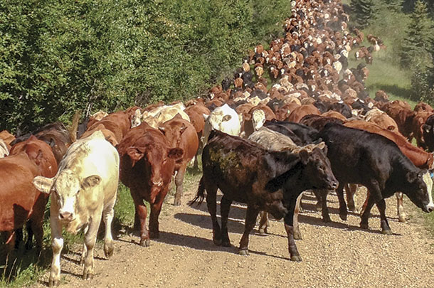 MOving cattle frequently to manage for soil health and biological diversity