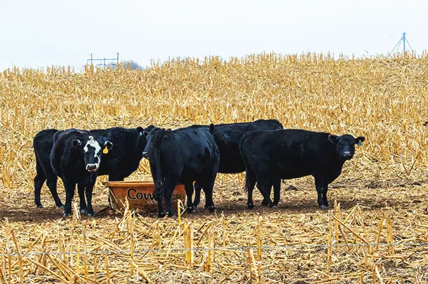 cows grazing crop residue