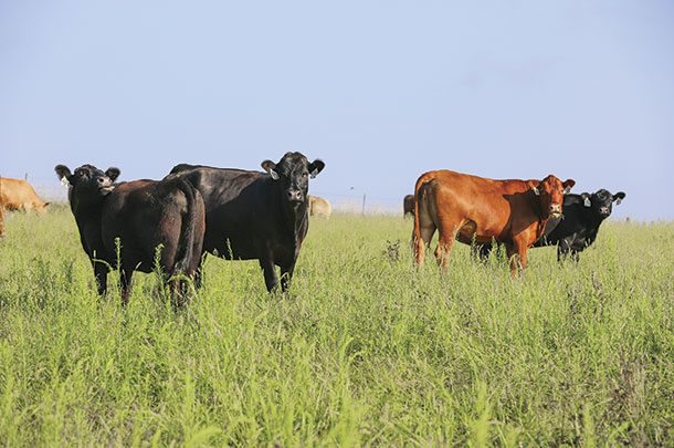 Cattle in a pasture