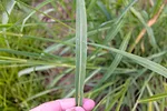 johnsongrass