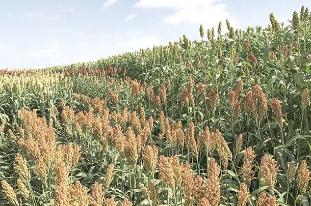 Diversity of sorghum