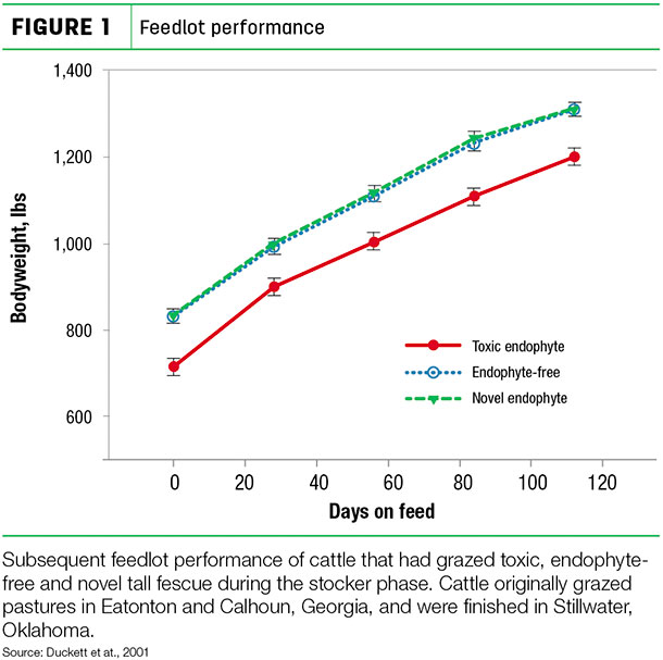 Feedlot performance