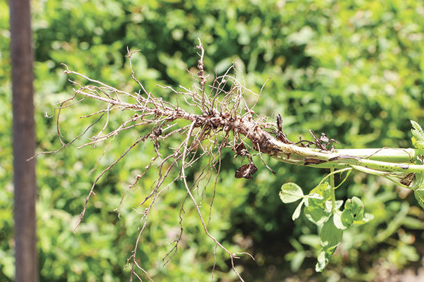 Nitrogen-fixing nodules formed on the root