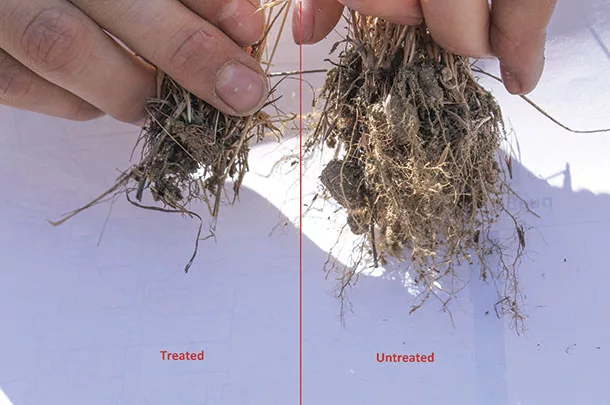 Treated cheatgrass