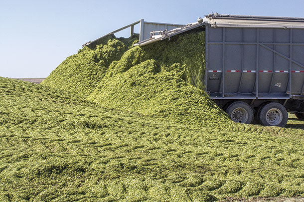 Packing a silage pit