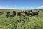 beef cattle in field