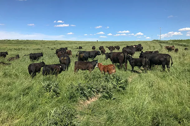 beef cattle in field