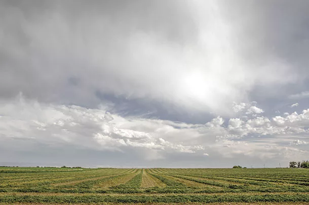 Forage crops