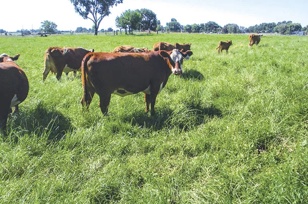 Year long grazing