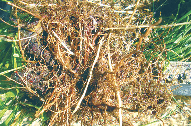 Cool-season perennial grass roots
