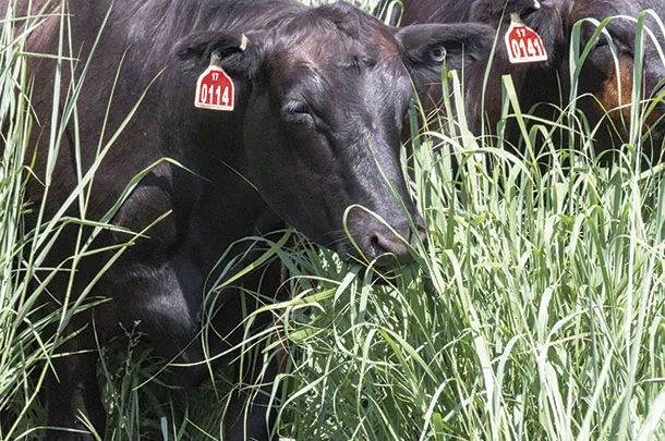 Cows grazing