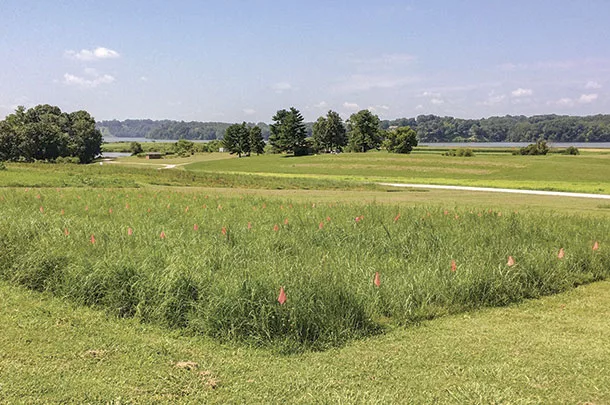 Big bluestem and lowland switchgrass