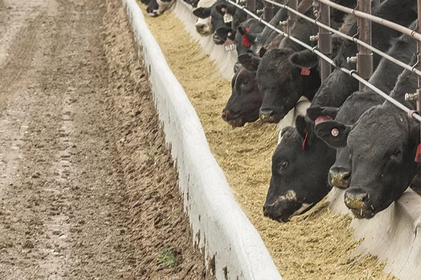 Cattle at the feed bunk