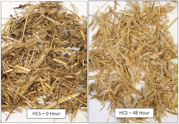 hay crop silage after 0 hours and 48 hours in the rumen