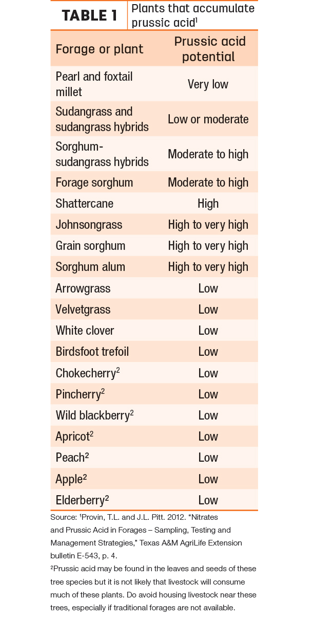 Table 1 Plants that accumulate prussic acid