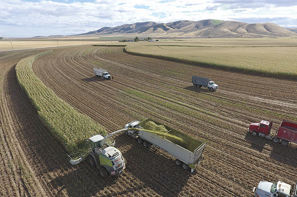 Silage harvest in the high desert of southern Idaho