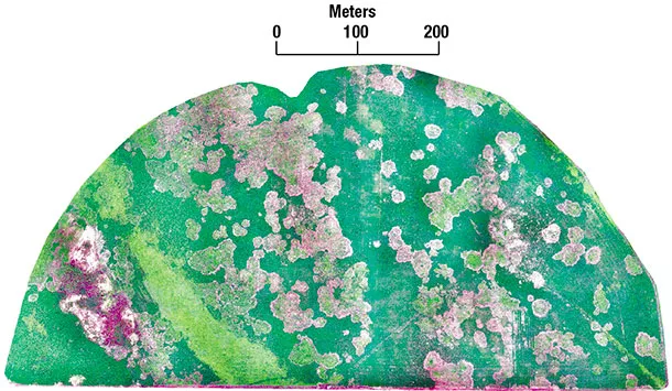 aerial image of an alfalfa field with cotton root rot