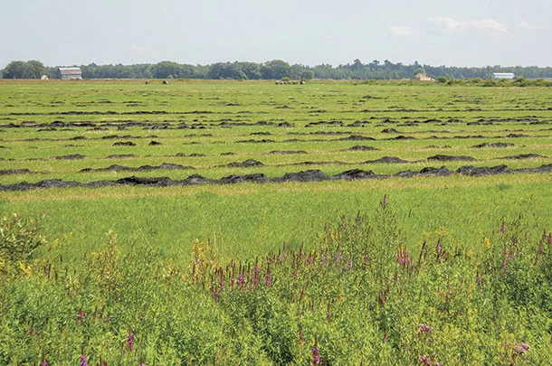 Hay can't be harvested