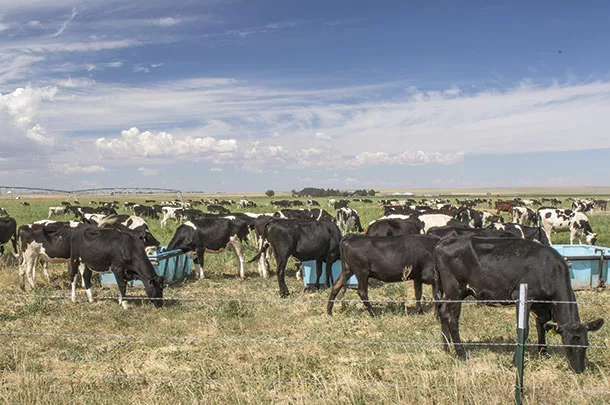 Cows grazing