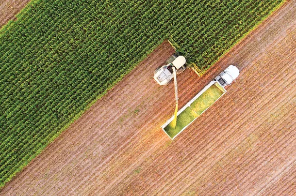 Cutting corn sileage