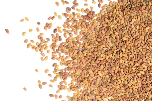 Alfalfa seed