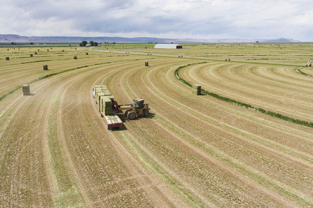 One-ton square bales are loaded for shipping to California