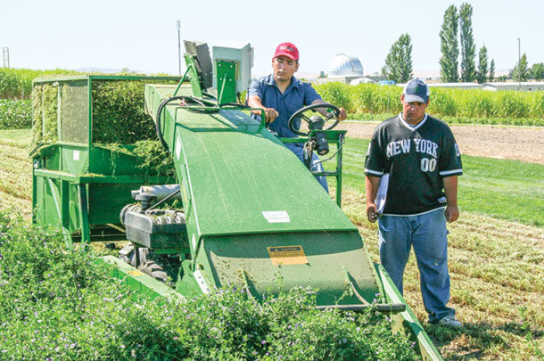 Interns harvest alfalfa hay for research
