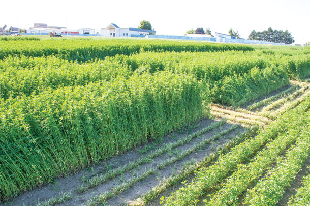 Non-lodging CBC varieties alaflafa