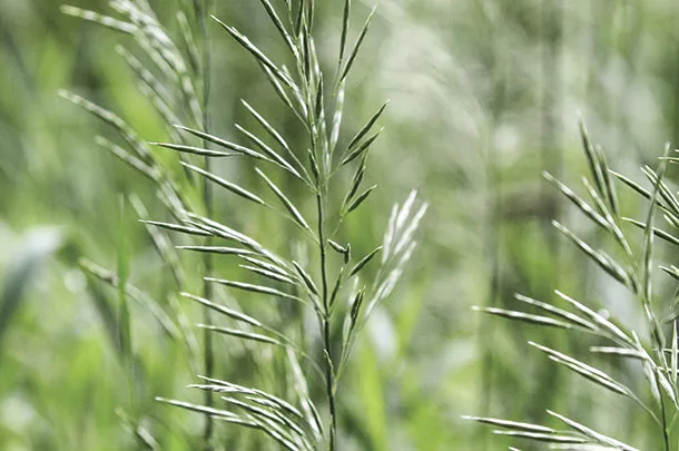 Choose a grass that fits your region