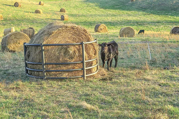 Feed rings for new bales to reduce waste