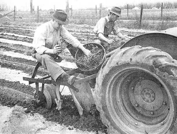 Two row sprig planter