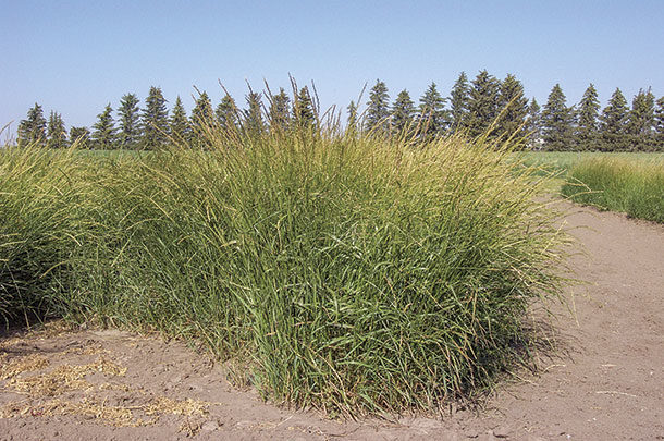 AC Saltlander green wheatgrass 