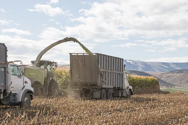 Chopping corn