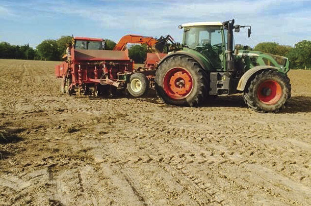 Bermudagrass field can be cut for sprigs every year