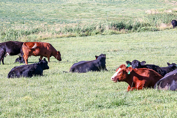 beef cows lying in pasture