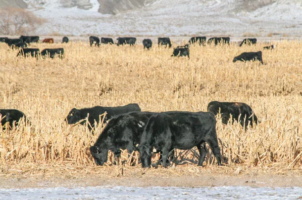 Grazing cattle