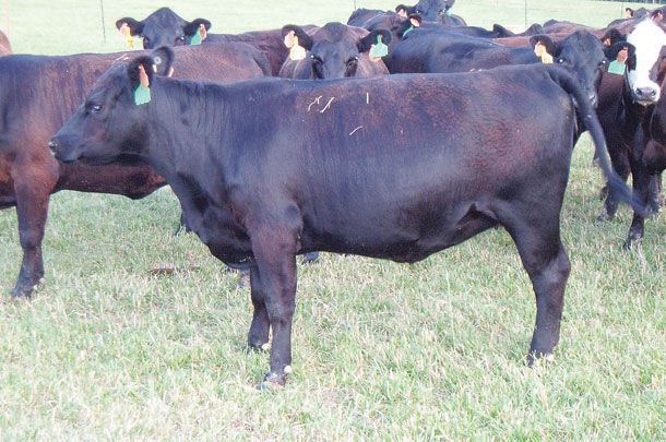 Heifer grazes Jesup MaxQ tall fescue