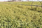 Cover crops