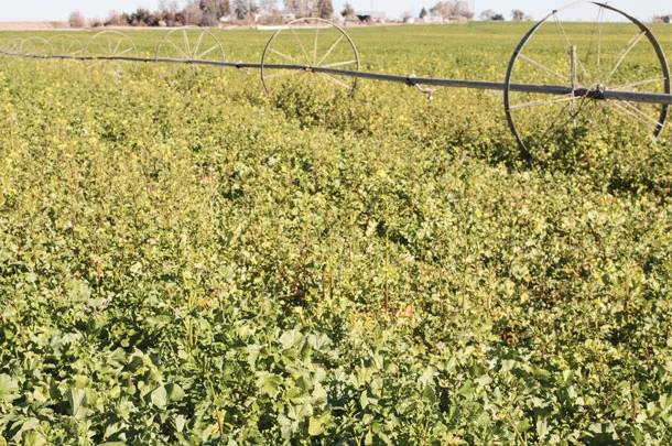 Cover crops