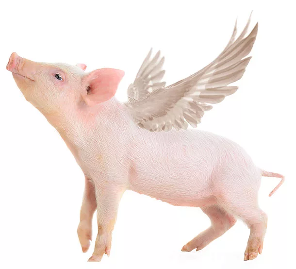 flying pig