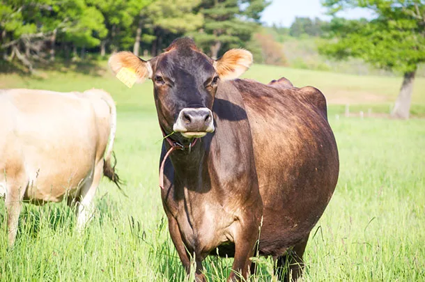 cow grazing