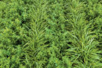 Kernza grain with alfalfa and wheatgrass