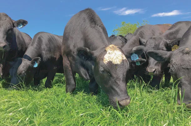 Cattle grazing