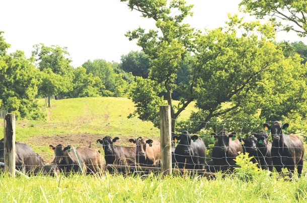 Cattle along the fenceline