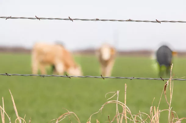 Wire fencing