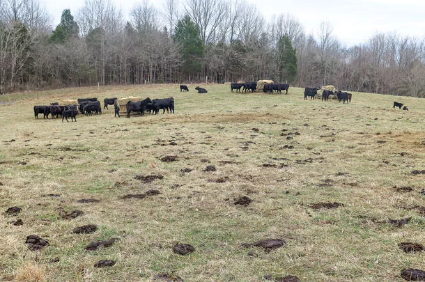 Cattle in a pasture