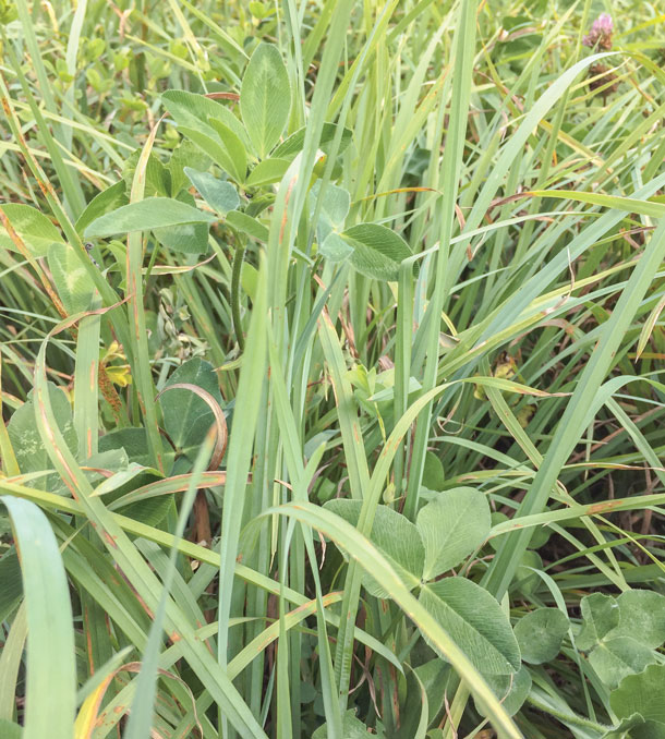 New genetics are improving producers' success